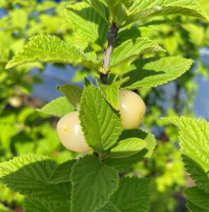ユスラ梅 苗木 ユスラ梅(白実)《果樹苗》苗 苗木 ユスラウメ