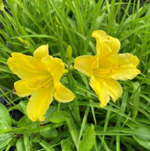 ヘメロカリス ミニステラ 苗 ポット植え 黄花