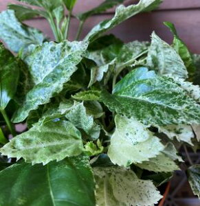 ynCrXJXz}[iTCY@4A@c@c؁@yMѐAEgsJt[EnCAt[EnCrXJXz