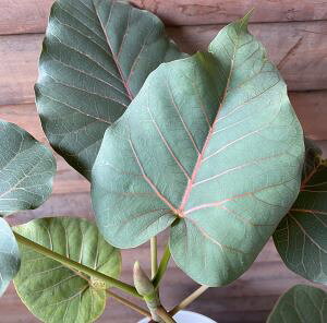 フィカス ペティオラリス 7寸鉢植え *葉が痛んでいる場合があります!