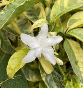 八重咲きサンユウカ(三友花)斑入り葉 かざぐるまゴールド  5寸鉢植え