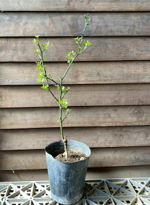 カラタチ(キクコ)*穂木が枯れた台木のカラタチです!