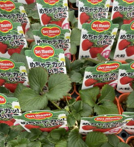 fe@C`S@ci߂fJ j2|bgZbg@̕c@䕂̕c@C`S̕c