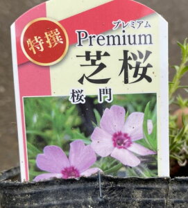 プレミアム芝桜 (桜門)2ポットセット(9センチポット苗)