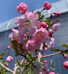 【大株】花カイドウ(花海棠)ハナカイドウ 6寸鉢植え 開花見込み株 はなかいどう 接木苗 接ぎ木苗 苗 苗木
