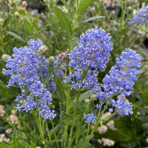 JtHjACbNiZAmTXj4|bgA@pVtBbNu[@c@c؁@u[̉Ԃ̖؁@Ԃ̖