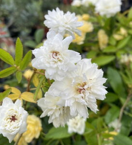 白花 モッコウバラ(木香薔薇)八重咲き 苗 苗木