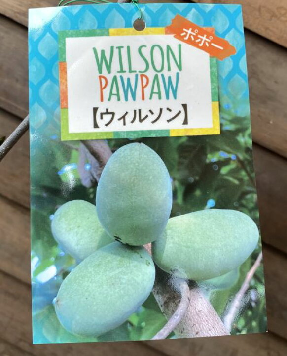 楽天市場】【鉢植え 接ぎ木】 ポポー ウィルソン 苗 苗木 《熱帯果樹苗 