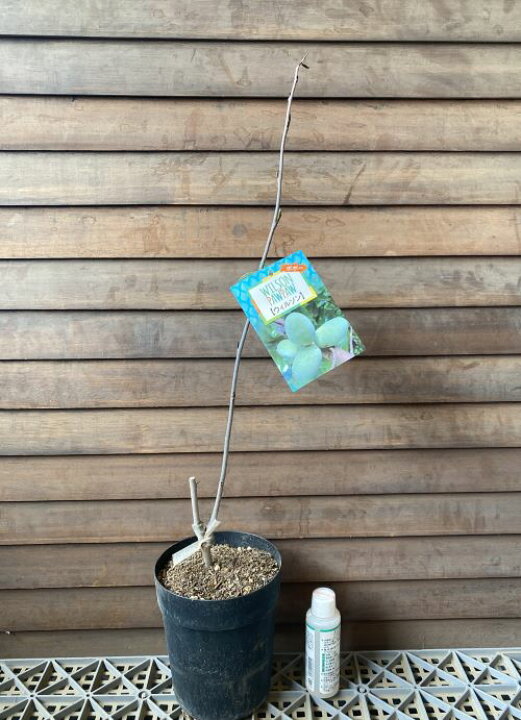 楽天市場】【鉢植え 接ぎ木】 ポポー ウィルソン 苗 苗木 《熱帯果樹苗 