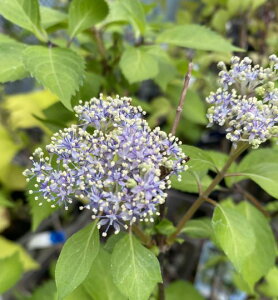 JCC Ԃ̎RAWTC AWTCizԁjyԖؒ؁EAWTCERzԁEz