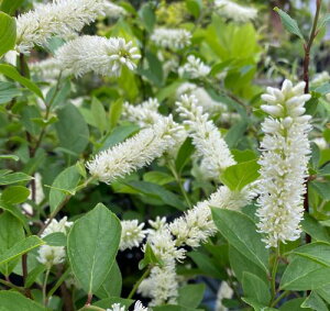 RomYCi@gw[@5|bgA@c@c