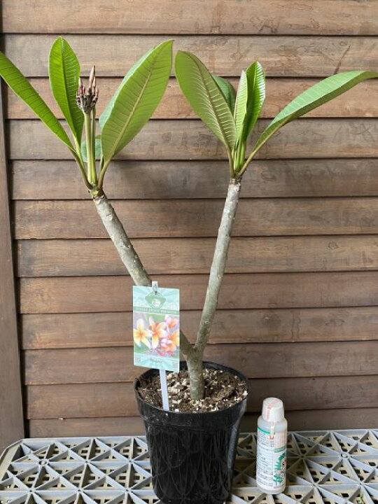 楽天市場】【花終わり】プルメリア（モハーヴェ）5号鉢植え 苗【熱帯 