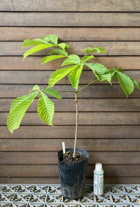 g`mLiȂ̖؁j @ԁ@c@c