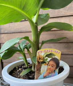 y6Azh[tL[oii@sMщʎct@@c@c