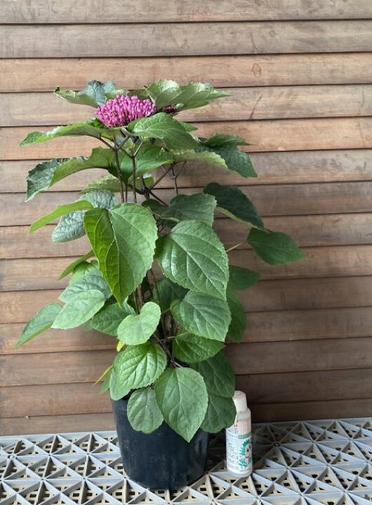 楽天市場】牡丹臭木（ボタンクサギ）6寸ポット植え 牡丹クサギ 牡丹