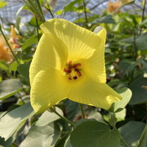 ハマボウ 苗 苗木 耐寒性落葉低木