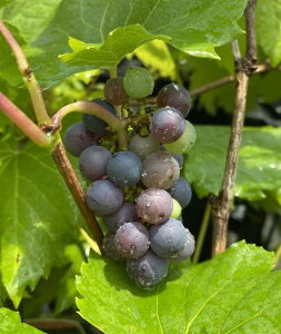 Ԃǂ@c؁@|bgbhi܂Ԃǂjc c }uhE Rsʎct