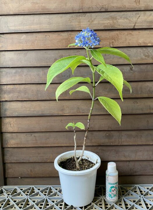 楽天市場】紫陽花 苗 常山 トキワアジサイ 5寸鉢植え（紫陽花） 苗木 