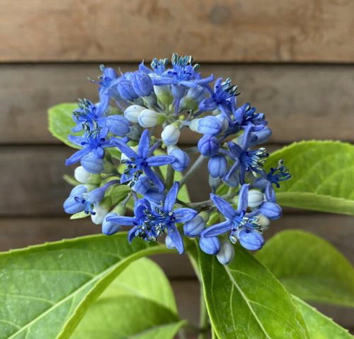 楽天市場】紫陽花 苗 常山 トキワアジサイ 5寸鉢植え（紫陽花） 苗木 