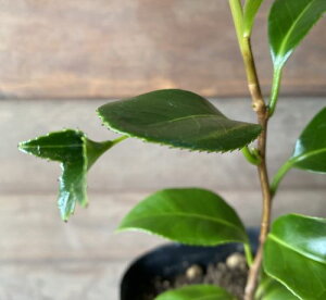 y֕c؁z@VԒց@{ecoL@c@c yԖؒ؁EցEcoLE΂z