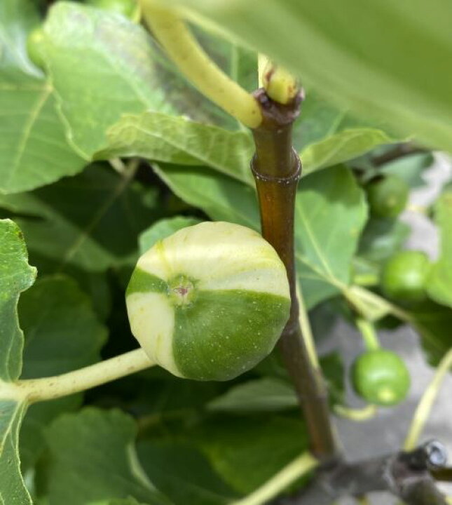 楽天市場】＊実付き！ いちじく 苗木 【6寸鉢植え】 手毬イチジク 