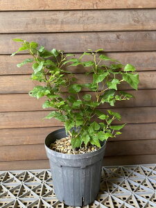 矮性 西洋菩提樹(セイヨウボダイジュ)接ぎ木 6寸鉢植え 苗 苗木