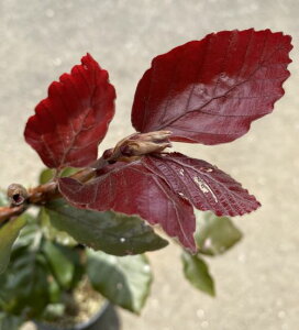 ブナ プルプレア (紫葉ブナ) 接木苗  6寸鉢植え
