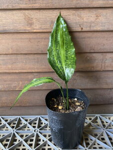 PȗtiPV}nj@␫ŒɌu@@c@c