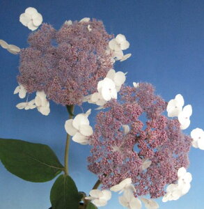 zԁ@c@zԁ@AXy@g@i΃AWTCj@c؁@؁@@yԖؒ؁EAWTCERzԁEz