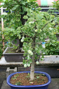 C`E@@ː@ږ؁@c@c؁@ǁ@Mi