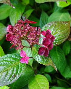 zԁ@c@ԕq@Rzԁ@@c؁@؁@@@yԖؒ؁EAWTCERzԁEz