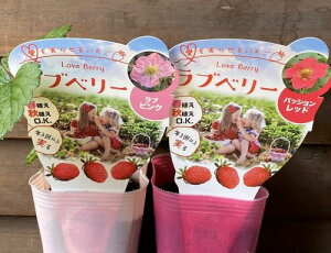 lGȂC`S@䕕c@ux[@ԉԂƃsN @ 2|bgZbg@c@C`S@c@tAEHAOK@1N3ȏn\