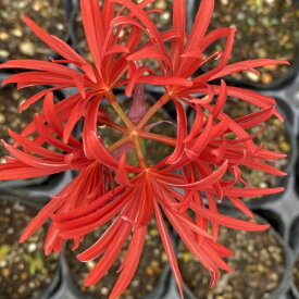 八重咲きリコリス　赤花　（ヒガンバナ）　彼岸花（お届け時期により、地上部のない状態、又は開花後となります）