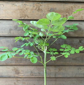 大株　モリンガ　1ポット 野菜 苗 珍しい もりんが　樹高約0～40センチ程度です　＊寒い時期は葉が枯れ地上部分（幹）は無くなる場合があります、根だけになります。