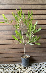 ドドナエア ビスコーサ グリーン (9センチポット苗) 苗 苗木 庭木 緑色の葉をもつドドナエア 樹形は様々です