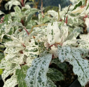 斑入り葉美男カズラ(紅吹雪)ビナンカズラ 苗 苗木