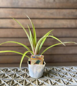 ソフトタッチパイン(パイナップル) 苗 苗木 《熱帯果樹苗》