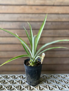 XibNpCipCibvjc@c؁@劔sMщʎct