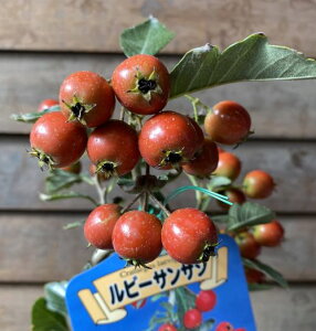 R@񂴂@c@c؁@r[TUVsʎct5A