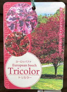 [bpui@[A}Mi[^@5A@gJ[