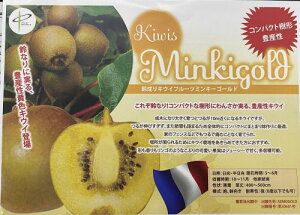 キウイ 苗木 キウイフルーツ ミンキーゴールド(雌雄株 2本セット):果樹苗 PVP商品(種苗法出願中品種)苗 黄実キウイ 量産性 コンパクト樹形