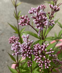 ZF@oJ}@(ZFtWoJ}j@|bgA@c@c؁@