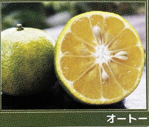 ꊹk@I[g[@c؁@sʎct@kc@ږ؁@c@݂