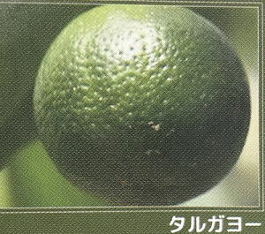 ꊹk@^K[@c؁@sʎct@kc@ږ؁@c@݂