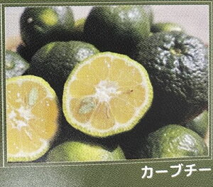 ꊹk@J[u`[@c؁@sʎct@kc@ږ؁@c@݂