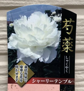 䉖iVNNjV[[ev@c@|bgA