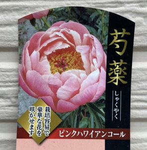 䉖iVNNjsNnCAR[@c@|bgA