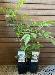 G_[x[@c@c؁i1|bgjG_[t[@4|bgA@*i͍חtΗt̂ǂ炩ł