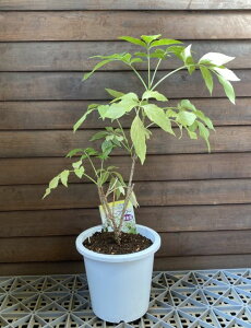 G_[x[@5A@tiG_[t[j@c@c؁@mjgR@ZCEjgR