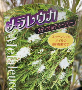 劔@EJ@fBJeB[c[@6A@c@c؁@